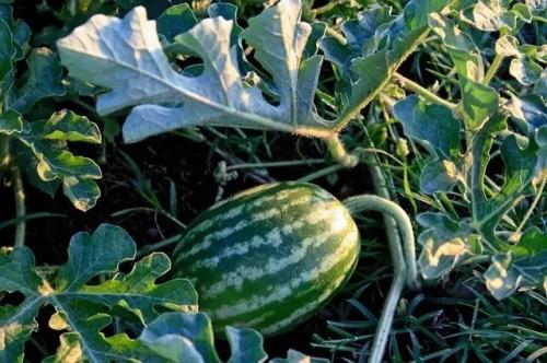 Как получить обильный урожай арбузов на своем огороде - советы опытных садоводов для правильной посадки
