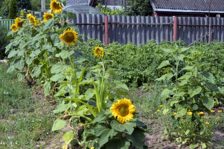 Как правильно посадить подсолнечник в огороде - советы и рекомендации