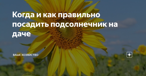 Как правильно посадить подсолнечник в огороде - советы и рекомендации