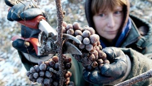 Как грамотно укрыть виноград на зиму - советы и рекомендации экспертов для вашего огорода