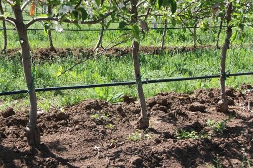 Правильный полив садовых деревьев - секреты успешного выращивания и ухода