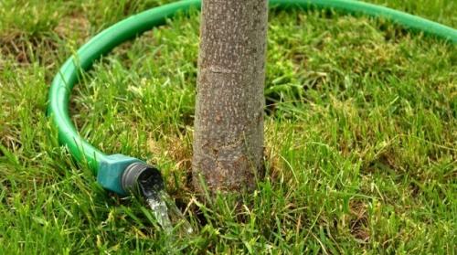 Правильный полив садовых деревьев - секреты успешного выращивания и ухода
