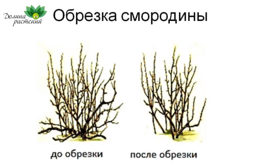 Как обрезать смородину осенью: советы и рекомендации