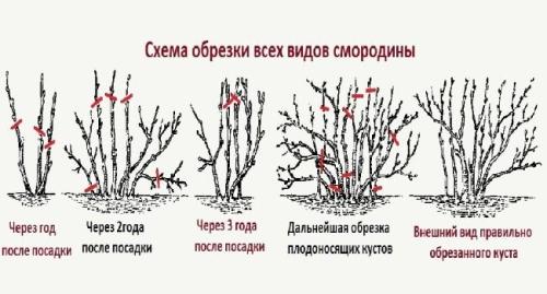 Как обрезать смородину осенью: советы и рекомендации