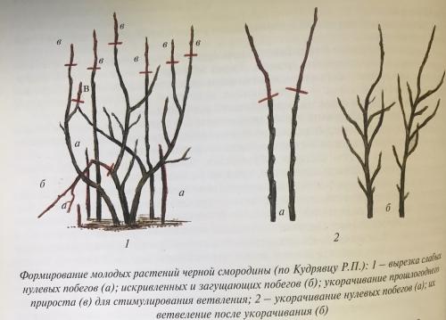 Как обрезать смородину осенью: советы и рекомендации