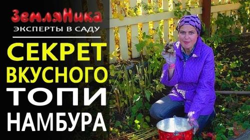 Простые советы и рекомендации - выращивание топинамбура на вашем собственном участке