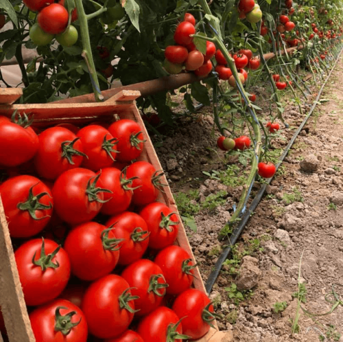 Секреты успешного выращивания помидоров на огороде - проверенные советы и рекомендации без ограничений и специальных требований