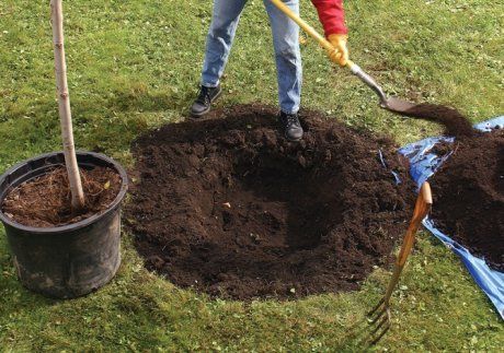 Правильная посадка плодовых деревьев в саду - основные советы и рекомендации, которые помогут создать урожайный уголок