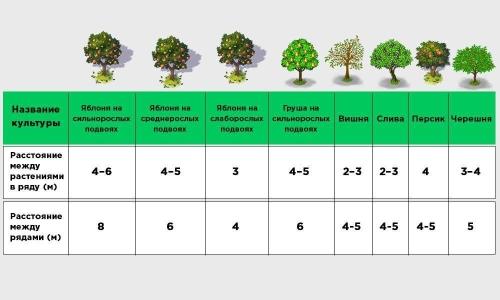Правильная посадка плодовых деревьев в саду - основные советы и рекомендации, которые помогут создать урожайный уголок