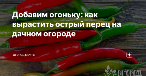 Как вырастить острый перец в своем огороде - секреты урожая