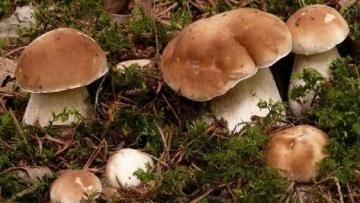 Как выращивать грибы в огороде - полезные советы и рекомендации для успешного результат