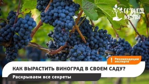 Как вырастить виноград у себя в огороде - подробное руководство с полезными советами и шаг за шагом инструкцией