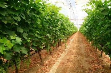 Как вырастить виноград у себя в огороде - подробное руководство с полезными советами и шаг за шагом инструкцией