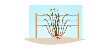 Правила посадки и ухода за садовой ежевикой - полезные советы для новичков-садоводов