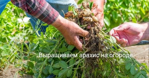 Как вырастить арахис на огороде - полезные советы, стратегии и секреты успешного урожая