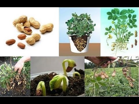 Как вырастить арахис на огороде - полезные советы, стратегии и секреты успешного урожая