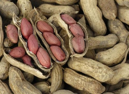 Полезные советы и рекомендации по выращиванию арахиса на огороде - идеальное руководство для сельскохозяйственных усадьб