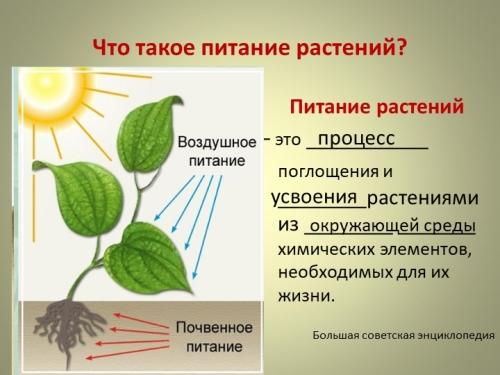 Почвенное питание растений - основные аспекты и практические рекомендации для достижения оптимального роста и развития растений