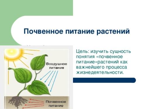 Почвенное питание растений - основные аспекты и практические рекомендации для достижения оптимального роста и развития растений