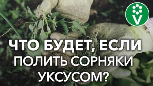 Как окончательно устранить сорняки на своем огороде - проверенные приемы и умные советы для борьбы