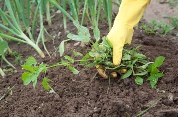 Как окончательно устранить сорняки на своем огороде - проверенные приемы и умные советы для борьбы