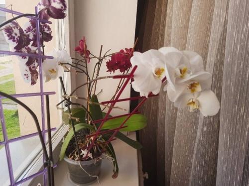 Посадка садовых орхидей - секреты успешного процесса