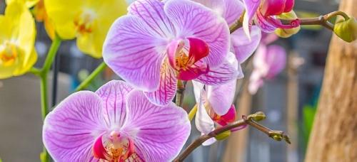 Посадка садовых орхидей - секреты успешного процесса