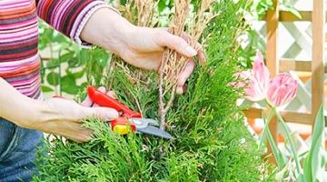 Посадка садового плюща - основные этапы и полезные советы для профессионалов и начинающих садоводов