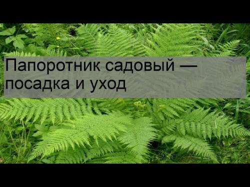 Посадка и уход за садовым папоротником - правила и секреты успешного выращивания