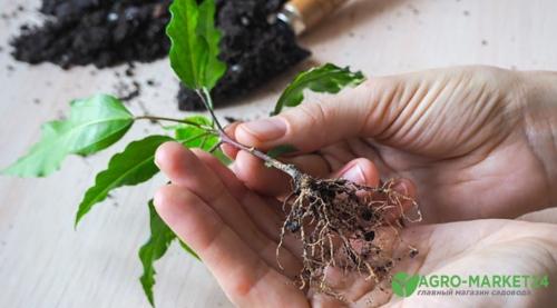 Посадка гибискуса садового в грунт - советы для успешной посадки и ухода с целью его красивого процветания и долговечности растения