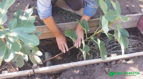 Как вырастить инжир дерево в домашних условиях в огороде - полезные советы и рекомендации