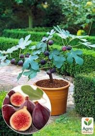 Как вырастить инжир дерево в домашних условиях в огороде - полезные советы и рекомендации