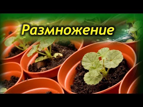 Как правильно черенковать герани - секреты успешного размножения