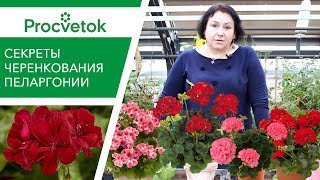 Как правильно черенковать герани - секреты успешного размножения