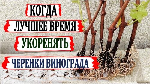 Как достичь успеха при черенковании винограда - основные приемы и советы