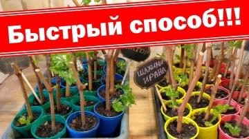 Как достичь успеха при черенковании винограда - основные приемы и советы