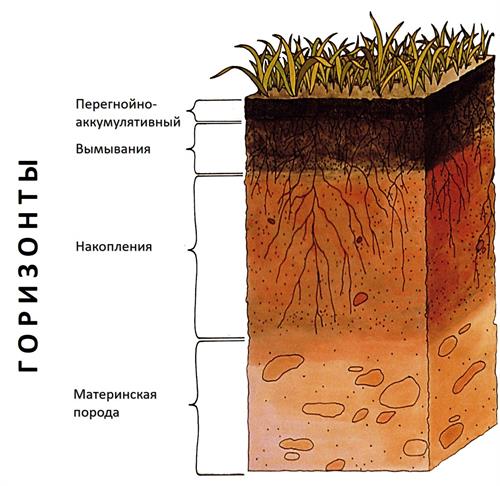 Структура почвы и ее компоненты