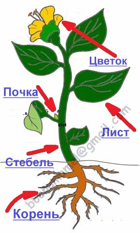 Составляющие растения: основные части структуры растения