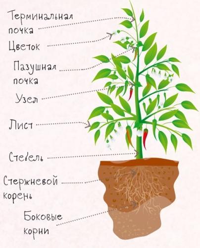 Составляющие растения: основные части структуры растения