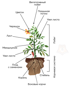 Составляющие растения: основные части структуры растения