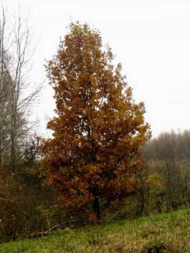 Причина осеннего опадания листьев у деревьев