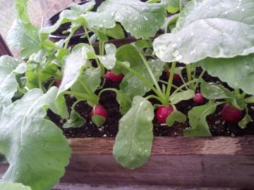 Зимний огород - Полезные советы для успешного выращивания овощей и ягод в холодное время года