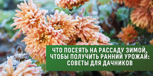 Полезные садовые растения - советы по выбору и уходу за ними