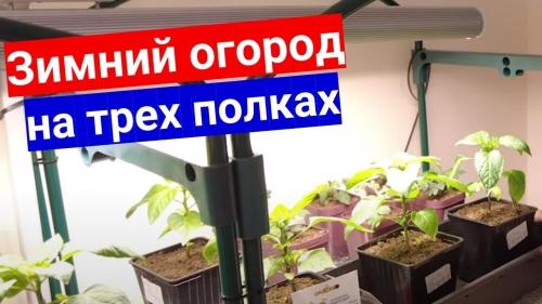 Как создать зимний огород в квартире советы и рекомендации