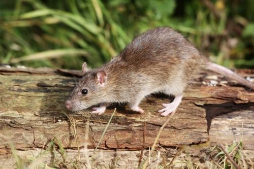 Как бережно и эффективно избавиться от земляных крыс в огороде - полезные советы для садоводов