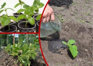 Как выбрать землю для рассады - секреты успешного выращивания растений