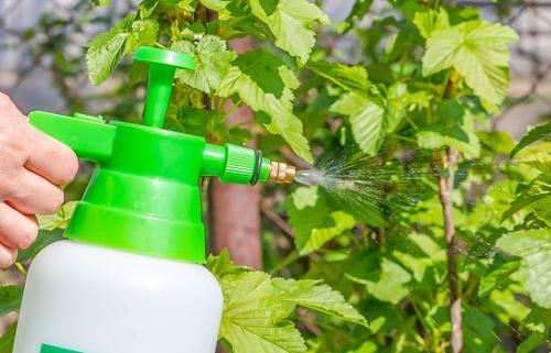 Секреты борьбы с вредителями в огороде - эффективные методы и полезные советы для защиты ваших растений