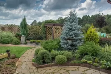 Плакучие хвойники – идеальное решение для создания неповторимого и стильного садового дизайна