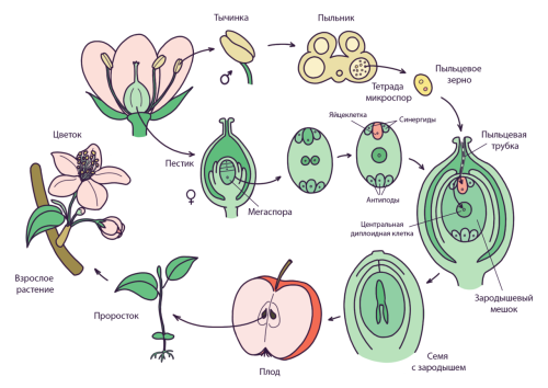 Жизненный цикл покрытосеменных растений - стадии и особенности