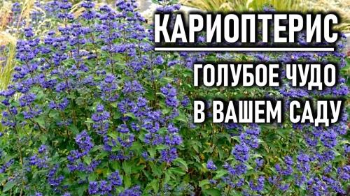 Пахучий кустарник с синими цветами - описание видов и правила ухода за растением